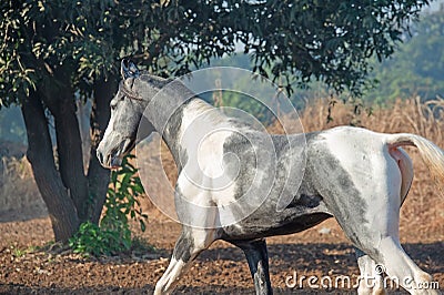 Marwari grey piebald colt running at freedom at morning. India. close up Stock Photo