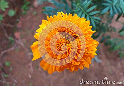 Mary gold flower/Daspethiya flower - orange - natural fragrant flower in Sri Lanka Stock Photo