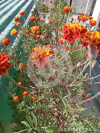 Mary gold flowers plant Stock Photo