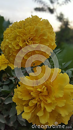Mary Gold Flower Stock Photo