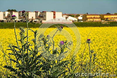 Mary thistle against a field of rapeseed Stock Photo