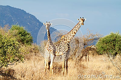 The Masai Giraffe Stock Photo