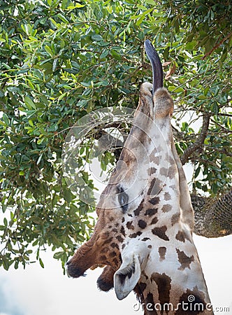 Masai Giraffe with Black Tongue Feeding on Leaves Stock Photo