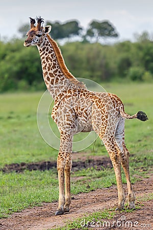 Masai Giraffe Calf Tail Flicking Stock Photo