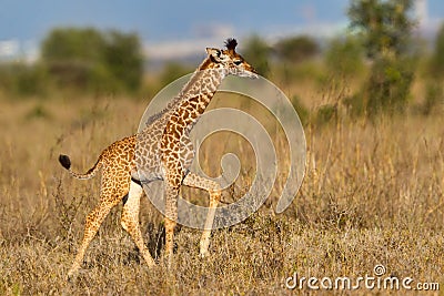 Masai Giraffe Calf Walking Stock Photo