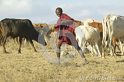 Masai herdsman minding his cattle near Nairobi National Park in Kenya, Africa Editorial Stock Photo