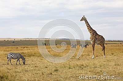 Masai or Kilimanjaro Giraffe, giraffa camelopardalis tippelskirchii, with common zebra, Equus quagga, in hilly savannah landscape Stock Photo