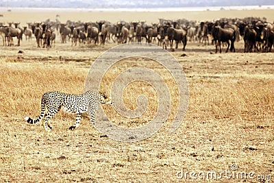 Masai Mara Cheetah Stalking Wildebeest Stock Photo