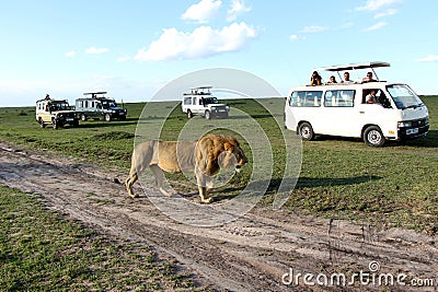 Adult male lion walking amongst three white safari vehicles with tourists Editorial Stock Photo