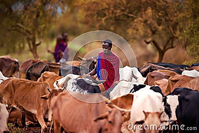 Masai shepherd with cows on african savannah Editorial Stock Photo