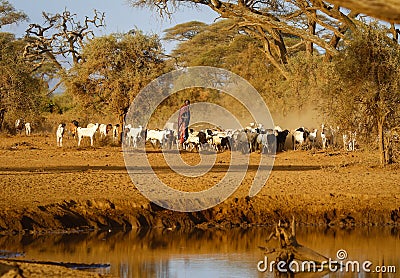 Masai shepherd with herd of goats Editorial Stock Photo