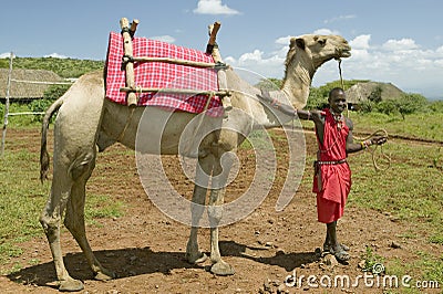 Masai Warrior in traditional red toga pose in front of his camel at Lewa Wildlife Conservancy in North Kenya, Africa Editorial Stock Photo