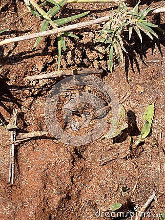 Mascarene grass frog, Ptychadena mascareniensis, sits in the mud and is almost invisible. Menabe / Miandrivazo Madagascar Stock Photo