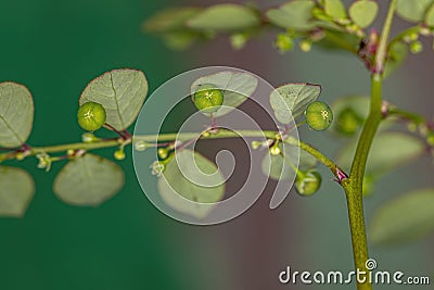 Mascarene Island Leaf-Flower Plant Stock Photo