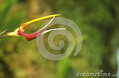 Masdevallia Stock Photo