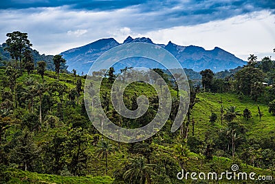 Mashpi Ecological Reserve, Ecuador, Highlands, Stock Photo