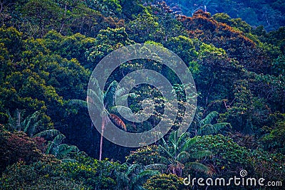 Mashpi Ecological Reserve, Ecuador, Highlands, Stock Photo