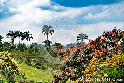 Mashpi Ecological Reserve, Ecuador, Highlands, Stock Photo