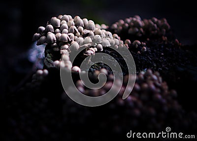 Mashroom Stock Photo