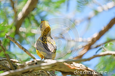 Mask weaver perched on a branch Stock Photo