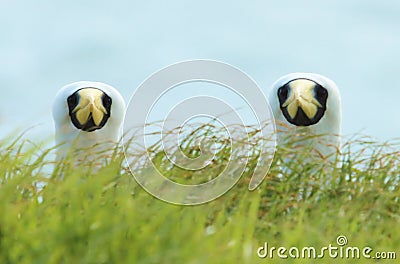 Masked Booby on Norfolk Island Australia Stock Photo