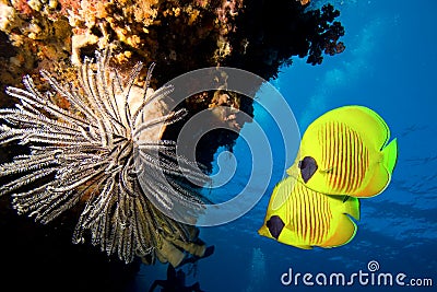 Masked Butterfly Fish Stock Photo