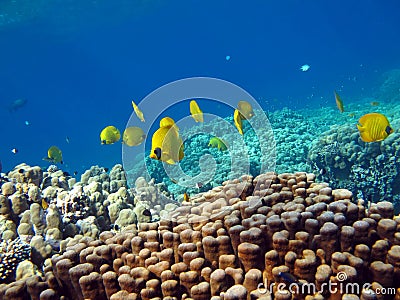 Butterfly fish Chaetodontidae. Masked butterfly fish. Stock Photo