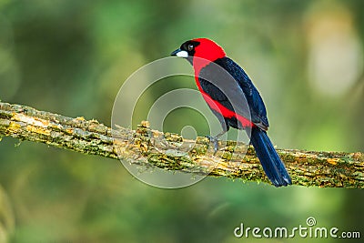 Masked Crimson Tanager Stock Photo