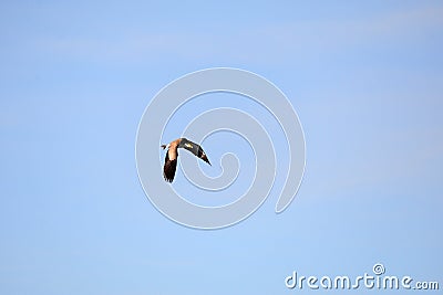 Australian Wildlife Series - Masked Lapwing - Vanellus miles Stock Photo