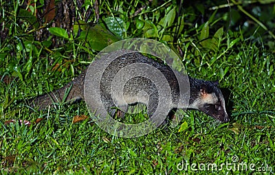 Masked palm civet or Paguma larvata. Stock Photo