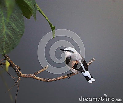 Fluvicola nengeta Stock Photo