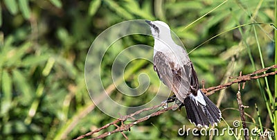 Masked water-tyrant bird standing on a metal cord in a forest, looking at trees and plants Stock Photo