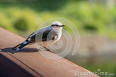 Masked Water Tyrant Stock Photo