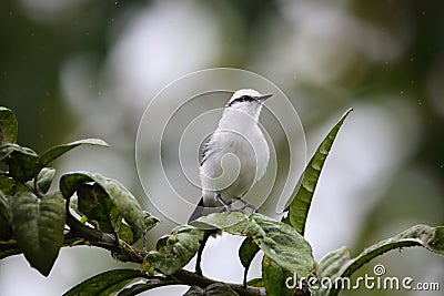 Masked water tyrant in Equador Stock Photo