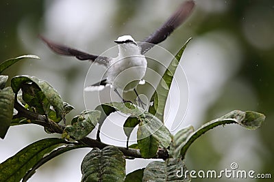 Masked water tyrant in Equador Stock Photo