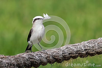 Masked Water Tyrant with a feather on its beak Stock Photo