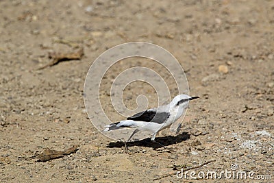 Masked Water Tyrant 843705 Stock Photo