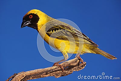 Masked Weaver Stock Photo