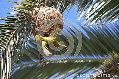 Masked yellow weaver building nest Stock Photo