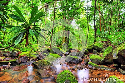 Masoala green jungle Stock Photo