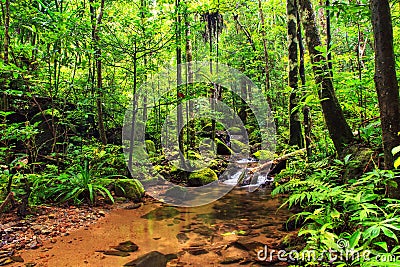 Masoala jungle river Stock Photo