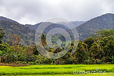 Masoala National Park Stock Photo