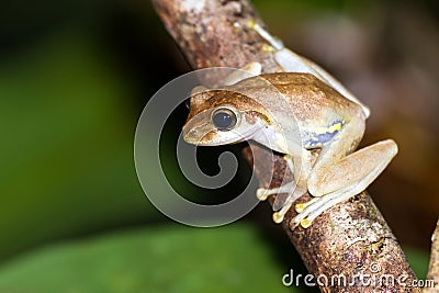 Masoala tree frog Stock Photo