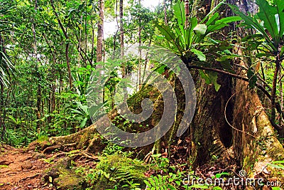 Masoala tree roots Stock Photo