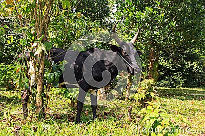 Masoala Zebu Stock Photo