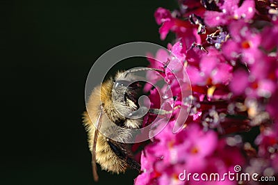 Mason bee (Osmia rufa) Stock Photo