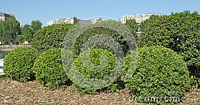 Mass of buxus pruned in ball and cone Stock Photo