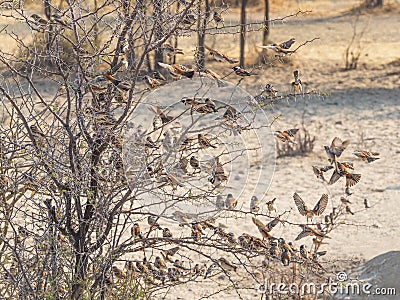 A Mass of Cape Sparrows Stock Photo