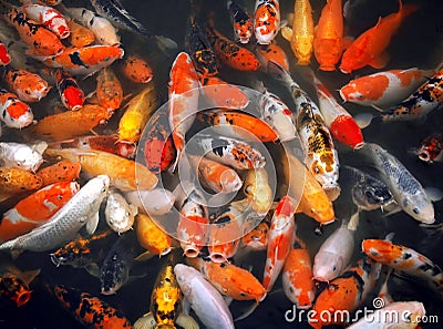 Mass of carp fish Stock Photo