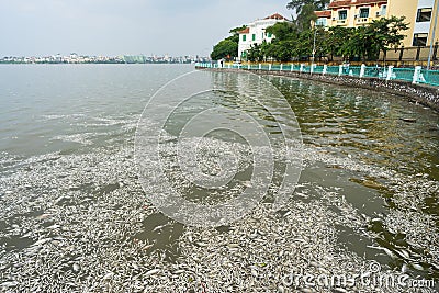 Mass death of fish floating on polluted lake water Stock Photo